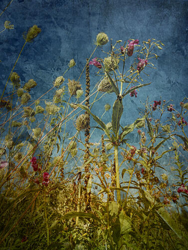 Wild Field Blues Art Print