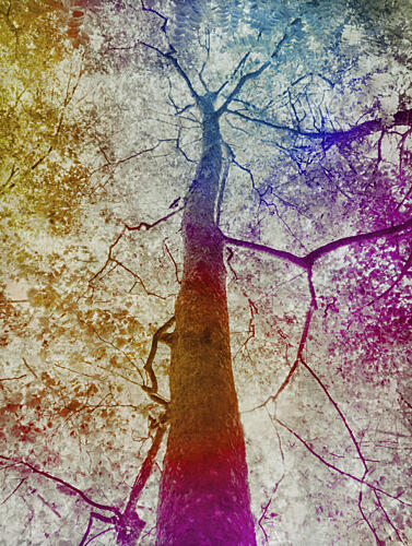 Vibrant Forest Canopy Art Print