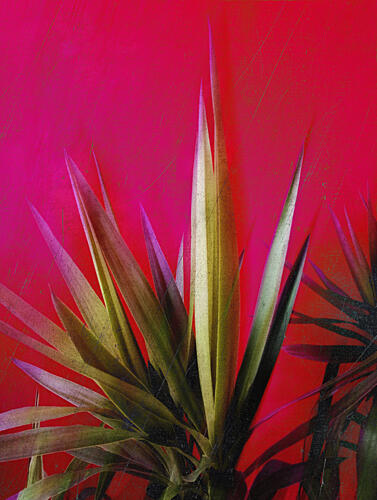 Vibrant Pink Plant Art Print