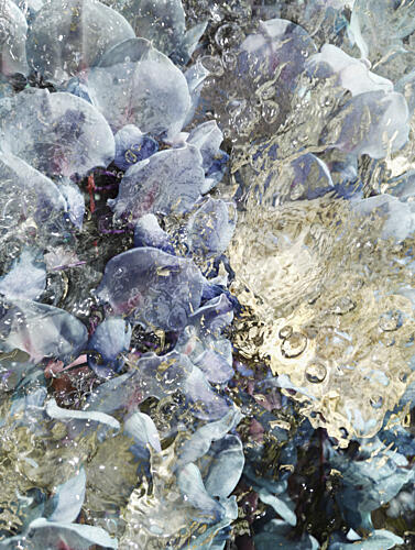 Shimmering Blue Jellies Art Print