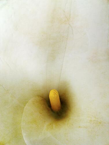 Creamy Calla Lily Art Print