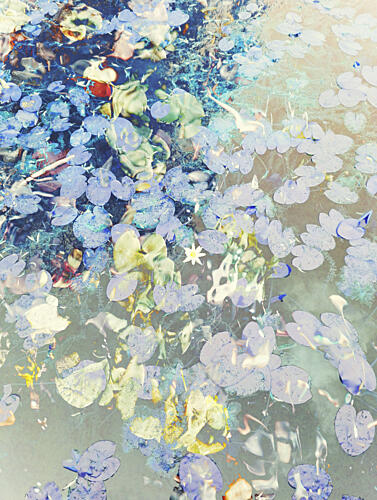 Dreamy Pond Lilies Art Print