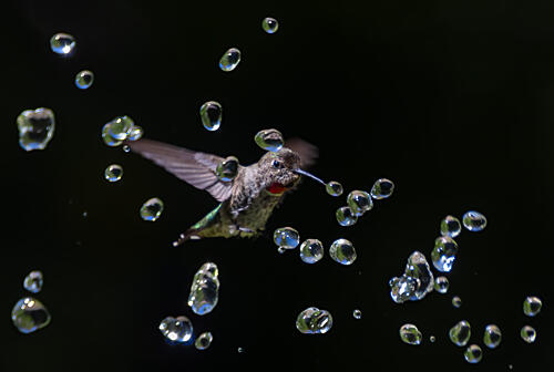 Flying Hummingbird Water Drops Art Print