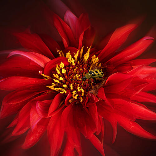 Ladybug on Red Dahlia Art Print