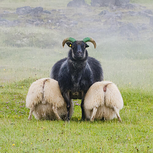 Black Ram Green Horns Art Print