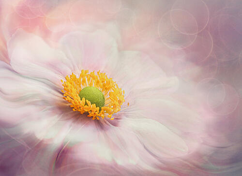 Soft Pastel Bloom Art Print