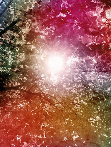 Dreamy Forest Sunlight Art Print