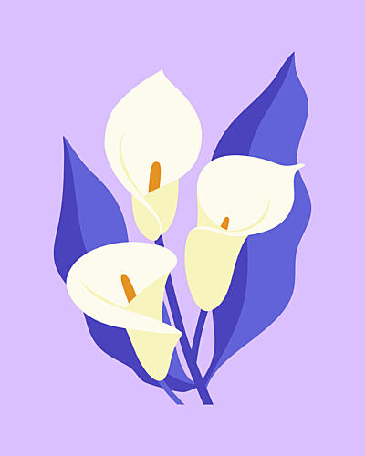 Elegant Calla Lilies Art Print
