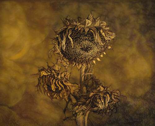 Rustic Dried Sunflowers Art Print