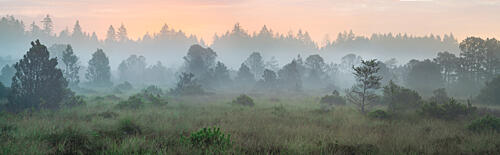 Misty Forest Morning Art Print