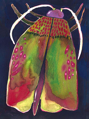 Moth Art Print