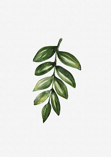 Fresh Green Leaf Branch Art Print by Olena Kovalova