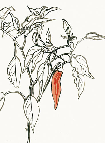 Vibrant Chili Drawing Art Print