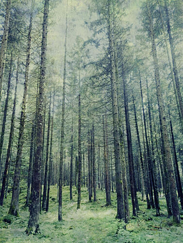 Misty Forest Path Art Print