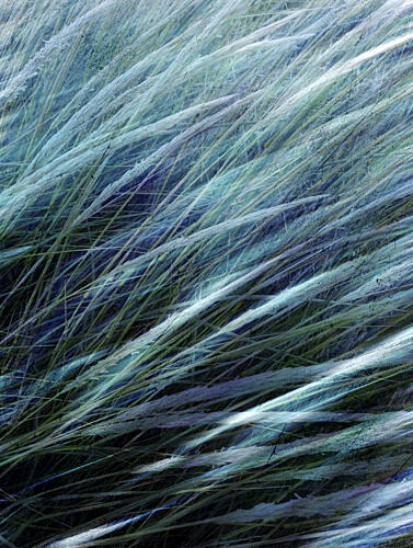 Flowing Teal Grass Art Print