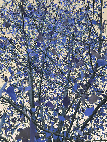 Surreal Blue Canopy Art Print