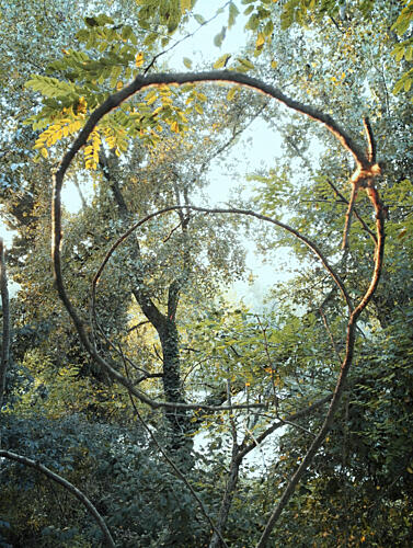 Natures Woven Arch Art Print