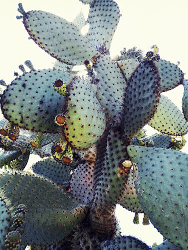 Prickly Pear Cactus Art Print