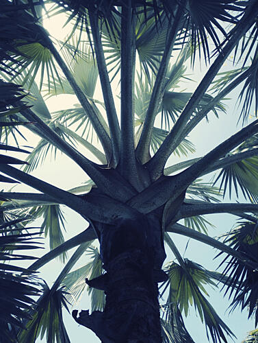 Upward Palm View Art Print