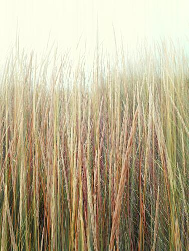 Serene Grass Texture Art Print