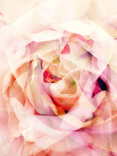 Dreamy Pink Rose Art Print