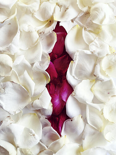 Sensual Petal Bloom Art Print