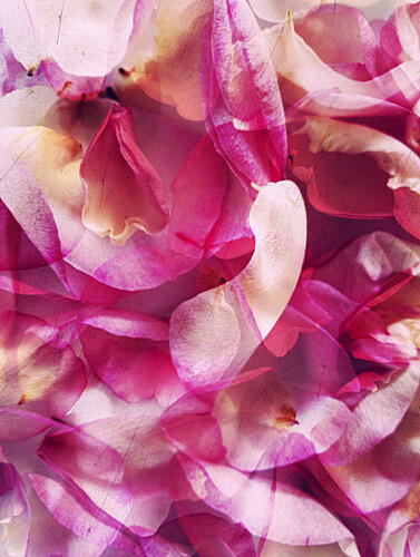 Dreamy Pink Petals Art Print