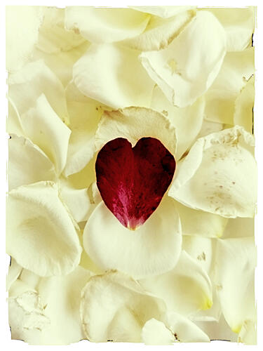 Delicate Rose Heart Art Print