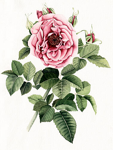 Blooming Pink Rose Art Print by Salome