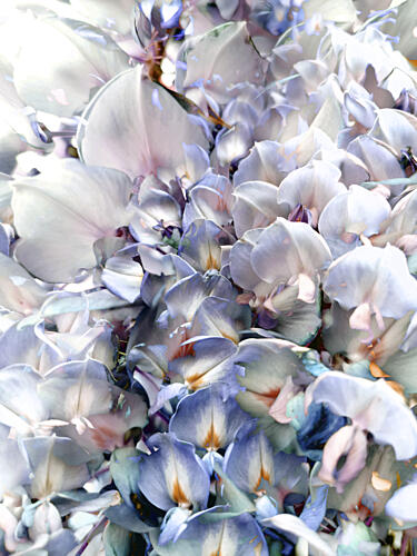 Pastel Petal Cascade Art Print