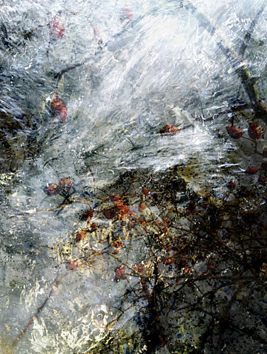 Frozen Winter Berries Art Print