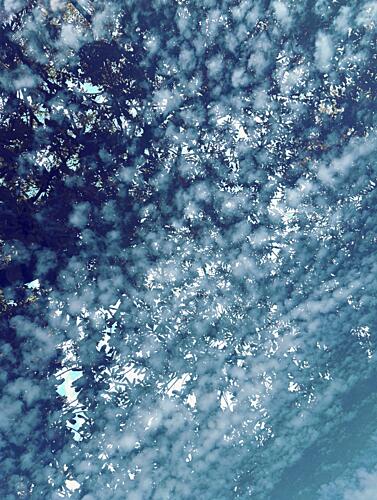 Sunlit Tree Canopy Art Print