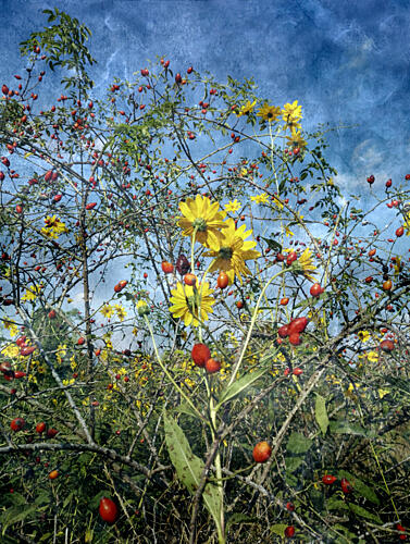 Autumn Flowers and Rose Hips Art Print