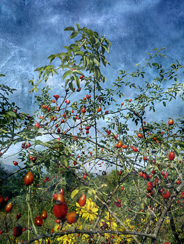 Rose Hips under Blue Sky Art Print
