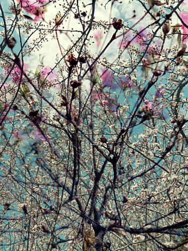 Layered Spring Bloom Art Print