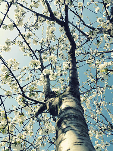 Spring Tree Blossoms Art Print
