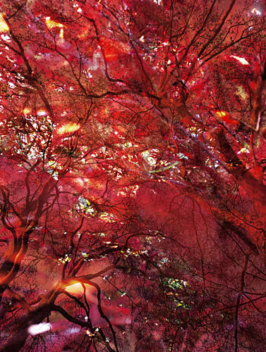 Crimson Tree Glow Art Print