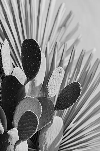 Cactus Poem No 01 Art Print