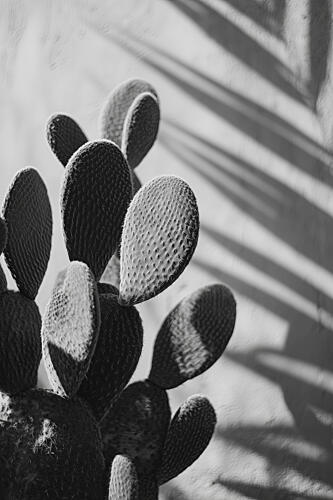 Cactuspoemno03 Art Print