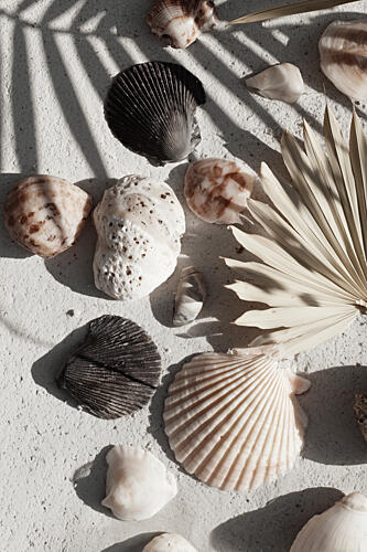 Shell Stories No 02 Art Print
