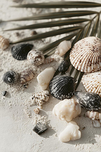 Shell Stories No 03 Art Print