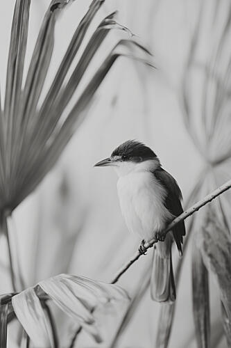 Exoticbirdno01 Art Print