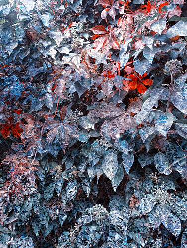Vibrant Blue Red Foliage Art Print