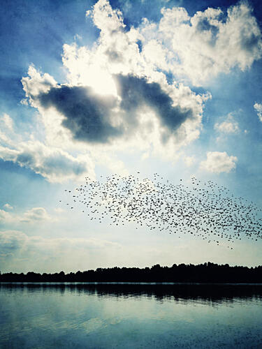 Murmuration over Calm Lake Art Print