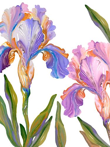 Colorful Iris Blooms Art Print