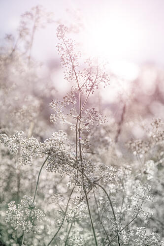 Dreamy Floral Light Art Print