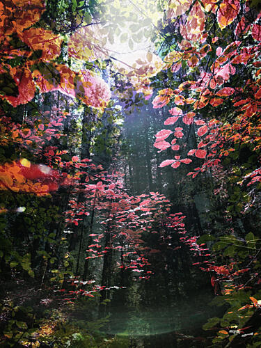 Enchanted Autumn Woods Inspirant reproduction
