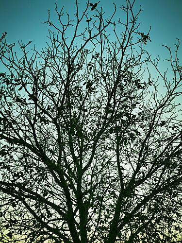 Tranquil Tree Silhouette Art Print