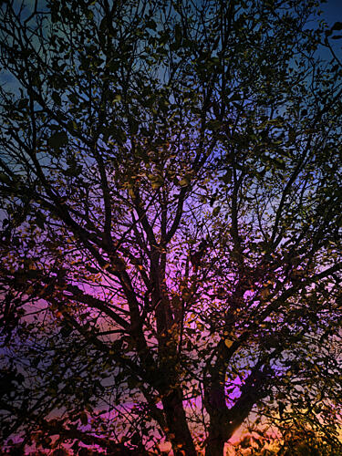 Vibrant Sunset Tree Art Print