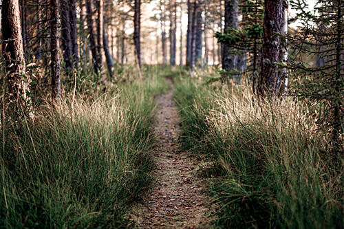 Sunlit Forest Path Art Print